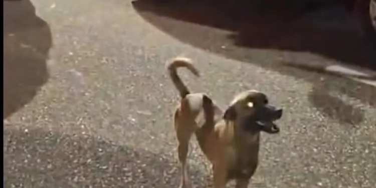 Herói de Quatro Patas: Vira-Lata Caramelo Salva Criança de Atropelamento