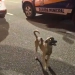 Herói de Quatro Patas: Vira-Lata Caramelo Salva Criança de Atropelamento
