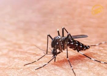 Brasil enfrenta surto de dengue com quase mil mortes em investigação