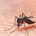 Brasil enfrenta surto de dengue com quase mil mortes em investigação