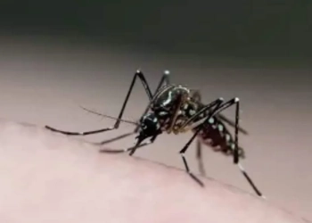 ( Urgente) Sobe para 47 o número de mortes por dengue no RJ
