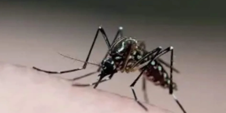 ( Urgente) Sobe para 47 o número de mortes por dengue no RJ