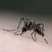 ( Urgente) Sobe para 47 o número de mortes por dengue no RJ