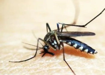 Diminuição nos Casos de Dengue no Rio: Um Olhar Sobre os Recentes Dados da Secretaria Estadual de Saúde