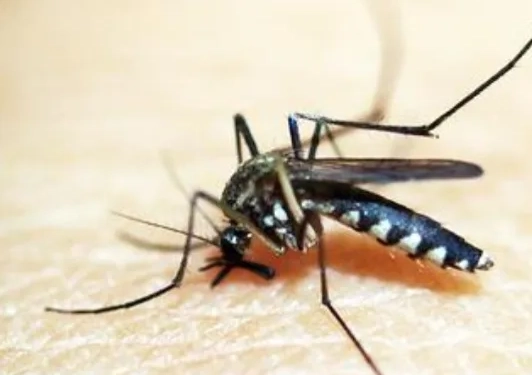 Diminuição nos Casos de Dengue no Rio: Um Olhar Sobre os Recentes Dados da Secretaria Estadual de Saúde