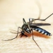 Diminuição nos Casos de Dengue no Rio: Um Olhar Sobre os Recentes Dados da Secretaria Estadual de Saúde