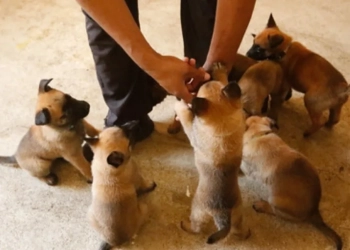 Reforço Canino: Guarda Municipal do Rio Celebra Chegada de Nova Ninhada ao Grupamento de Cães de Guarda
