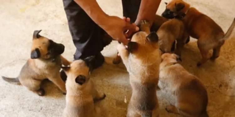 Reforço Canino: Guarda Municipal do Rio Celebra Chegada de Nova Ninhada ao Grupamento de Cães de Guarda