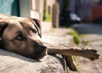 A Sombra do Abandono: A Crise dos Animais de Estimação Pós-Pandemia no Rio