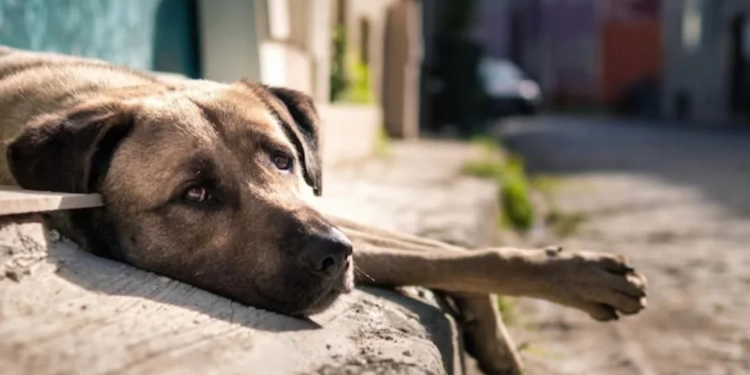 A Sombra do Abandono: A Crise dos Animais de Estimação Pós-Pandemia no Rio