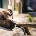 A Sombra do Abandono: A Crise dos Animais de Estimação Pós-Pandemia no Rio