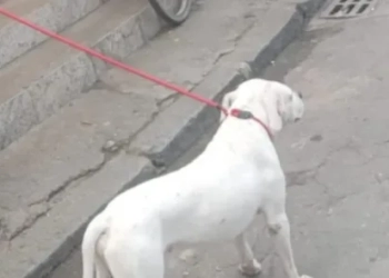 Criança é atacada por pitbull abandonado na Zona Oeste