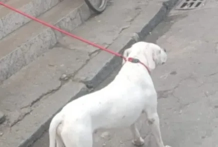 Criança é atacada por pitbull abandonado na Zona Oeste