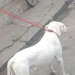 Criança é atacada por pitbull abandonado na Zona Oeste