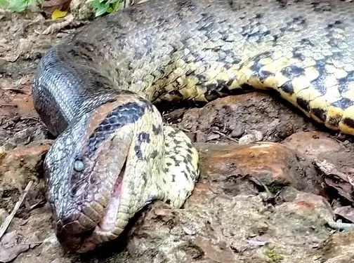 Ana Júlia, a Sujeição à Natureza: A Despedida de Uma Gigante