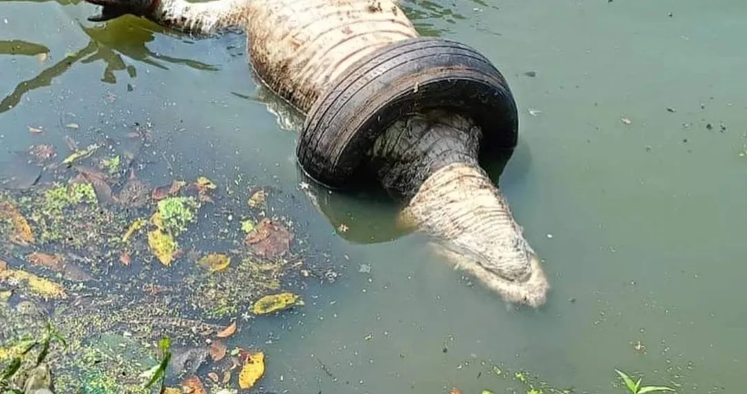 Tragédia Ambiental no Recreio dos Bandeirantes: Jacaré Encontrado Morto de forma crue