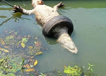 Tragédia Ambiental no Recreio dos Bandeirantes: Jacaré Encontrado Morto de forma crue