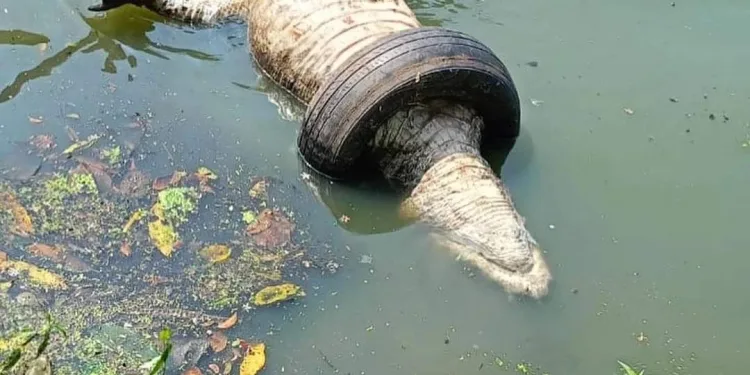 Tragédia Ambiental no Recreio dos Bandeirantes: Jacaré Encontrado Morto de forma crue