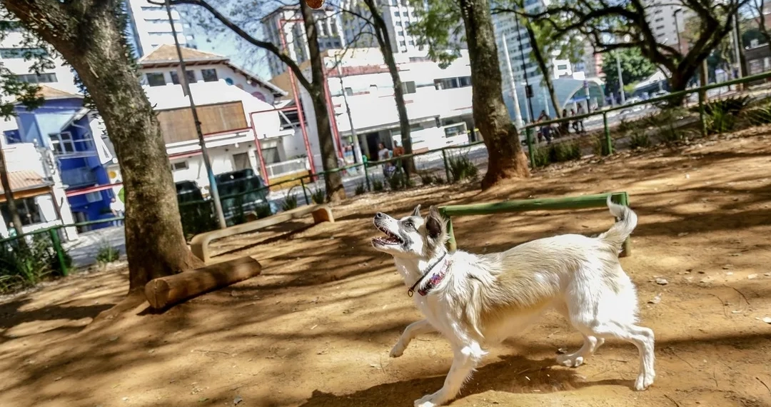 Nova Lei Garante Acesso Livre de Pets de Pequeno Porte a Espaços Públicos e Privados