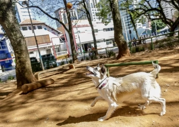Nova Lei Garante Acesso Livre de Pets de Pequeno Porte a Espaços Públicos e Privados