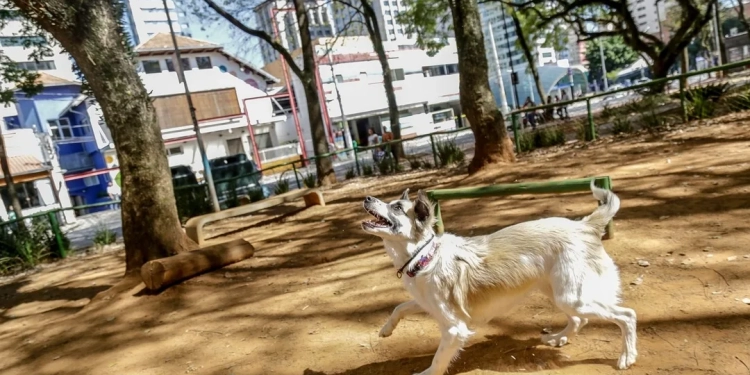 Nova Lei Garante Acesso Livre de Pets de Pequeno Porte a Espaços Públicos e Privados