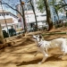 Nova Lei Garante Acesso Livre de Pets de Pequeno Porte a Espaços Públicos e Privados