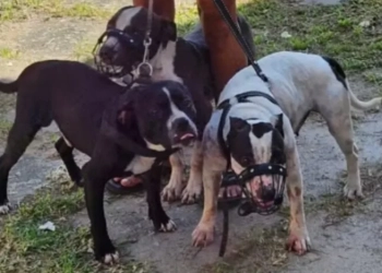 Escritora Perde Braço e Orelha em Investida Feroz de Pitbulls