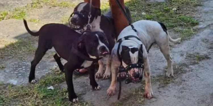 Escritora Perde Braço e Orelha em Investida Feroz de Pitbulls