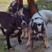 Escritora Perde Braço e Orelha em Investida Feroz de Pitbulls