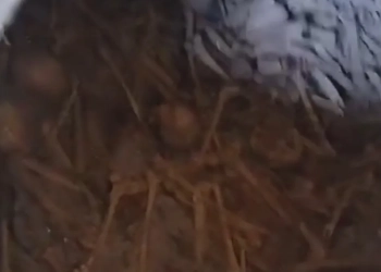 ( Vídeo) Descoberta Chocante Porão de Igreja Católica em Minas Revela Segredos Enterrados