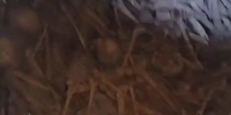 ( Vídeo) Descoberta Chocante Porão de Igreja Católica em Minas Revela Segredos Enterrados