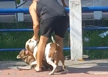 ( Vídeo) Ataque de Pitbull Sem Focinheira Causa Revolta no Rio de Janeiro