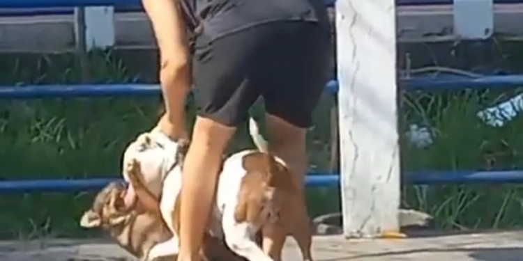 ( Vídeo) Ataque de Pitbull Sem Focinheira Causa Revolta no Rio de Janeiro
