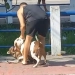( Vídeo) Ataque de Pitbull Sem Focinheira Causa Revolta no Rio de Janeiro