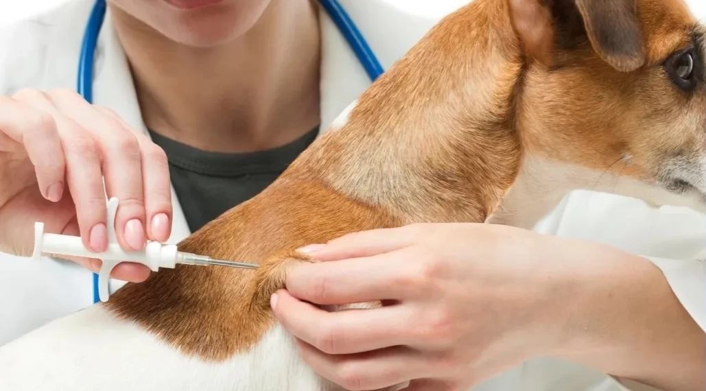 Prefeitura do Rio Promove Microchipagem Gratuita de Cães e Gatos em Guaratiba