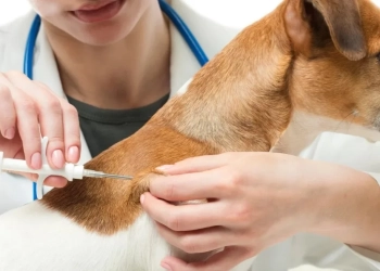 Prefeitura do Rio Promove Microchipagem Gratuita de Cães e Gatos em Guaratiba