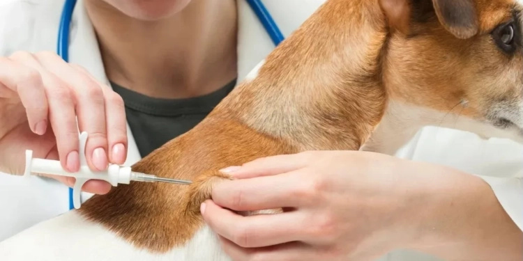 Prefeitura do Rio Promove Microchipagem Gratuita de Cães e Gatos em Guaratiba
