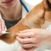 Prefeitura do Rio Promove Microchipagem Gratuita de Cães e Gatos em Guaratiba