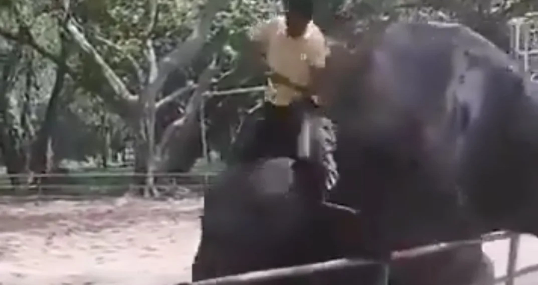 ( Vídeo forte) Elefante mata adolescente em zoológico
