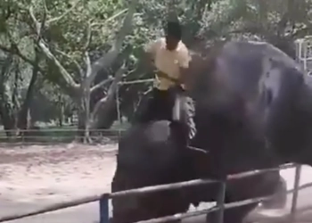 ( Vídeo forte) Elefante mata adolescente em zoológico