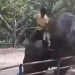 ( Vídeo forte) Elefante mata adolescente em zoológico