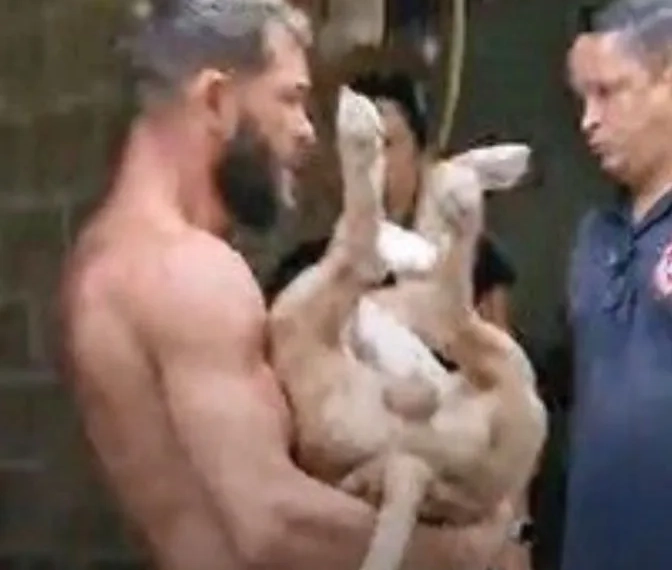 Pitbull é morto a tiros na Zona Oeste após ataque