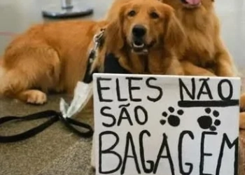 Manifestação por Joca: Donos de Pets Exigem Regras Mais Seguras para Transporte Aéreo