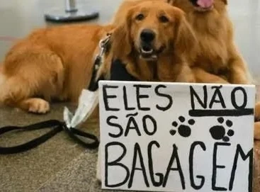 Manifestação por Joca: Donos de Pets Exigem Regras Mais Seguras para Transporte Aéreo