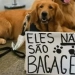 Manifestação por Joca: Donos de Pets Exigem Regras Mais Seguras para Transporte Aéreo