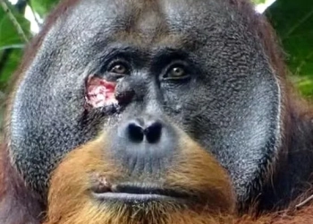 Descoberta Inédita: Orangotango Utiliza Planta Medicinal Para Curar Ferimento em Comportamento Nunca Antes Registrado