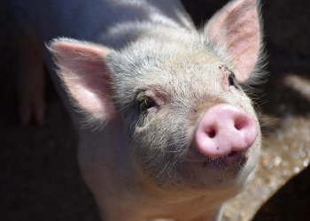 Primeiro Paciente a Receber Rim de Porco Geneticamente Modificado nos EUA teve uma reviravolta inesperada