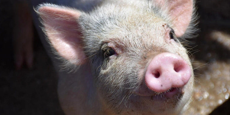 Primeiro Paciente a Receber Rim de Porco Geneticamente Modificado nos EUA teve uma reviravolta inesperada