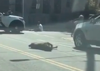 ( Vídeo) Policial Herói Salva homem de Ataque Mortal de Pitbulls com tiros
