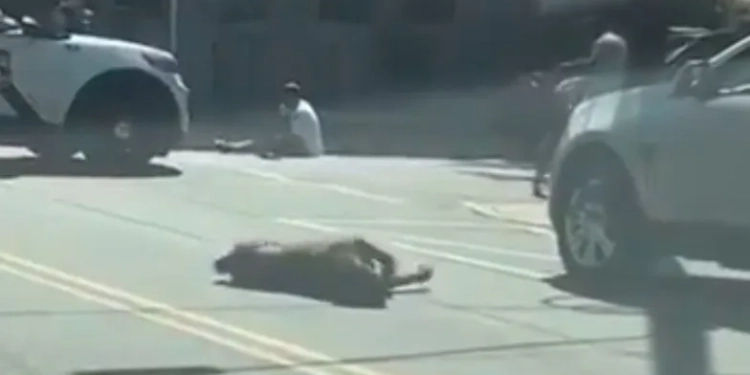( Vídeo) Policial Herói Salva homem de Ataque Mortal de Pitbulls com tiros